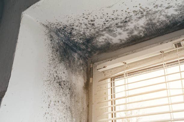 Trusted Commercial Mold Remediation service in Roanoke, IL - Cheap Mold Removal