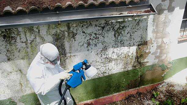 Trusted Black Mold Removal service in Roanoke, IL - Cheap Mold Removal